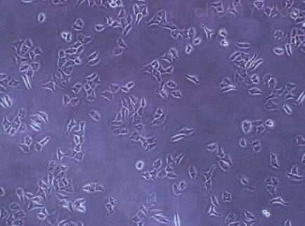 SK-N-MC（人神经上皮瘤细胞）