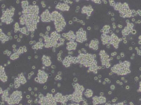 L5178Y TK+/- clone(3.7.2C)（小鼠淋巴瘤细胞）