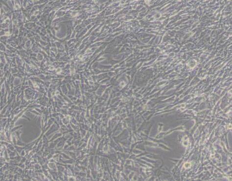 TM4（正常小鼠睾丸Sertoli细胞）