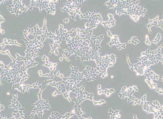 293T/17（人胚肾细胞）