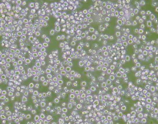AE-2（小鼠杂交瘤细胞(抗AChE)）