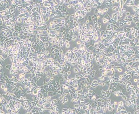 PC-12(低分化)（大鼠肾上腺嗜铬细胞瘤细胞(低分化)）