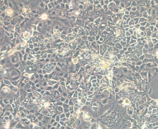 SW837（人结直肠腺癌上皮细胞）