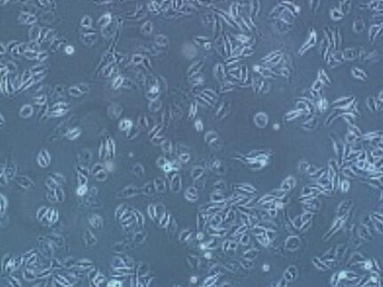 P69（人前列腺上皮细胞）