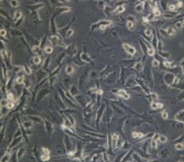 W6/32（小鼠B细胞杂交瘤细胞）