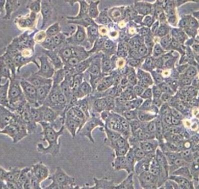 C6/36 [Clone C6/36]（蚊子细胞）