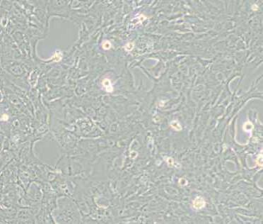 C8-D1A (小鼠小脑组织细胞)