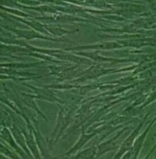 PT67（逆转录酶病毒包装细胞）