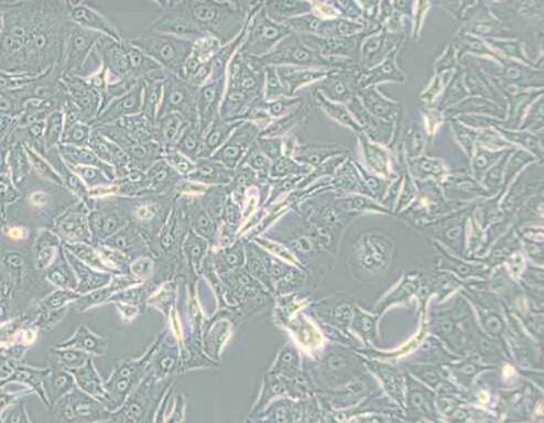 A549/DDP（人肺腺癌耐顺铂株）