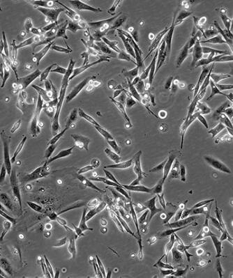 MCF-7/DDP（人乳腺癌顺铂耐药性细胞）