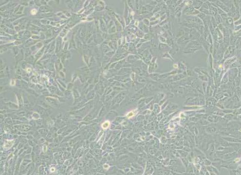 MCF 10A（人正常乳腺上皮细胞）