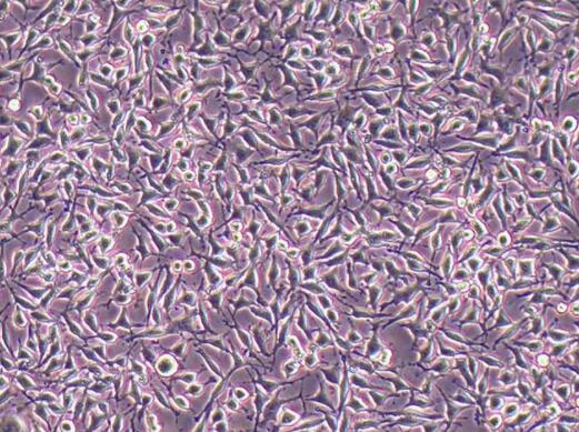 DC2.4（小鼠骨髓来源树突状细胞）