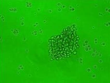 PC-61（小鼠杂交瘤细胞CD25）