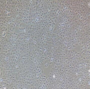 TC-1（小鼠肺上皮细胞）