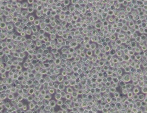 Hi-five(BTI-TN-5B1-4)（昆虫细胞）