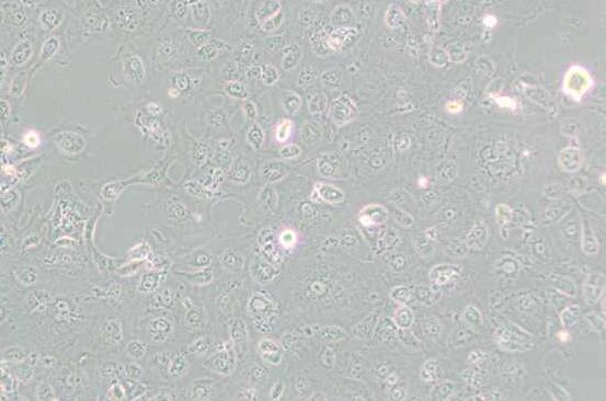 MARC-145 [Marc-145; Marc 145; Marc145]（非洲绿猴胚胎肾细胞）