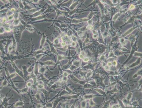 MLO-Y4 [MLOY4]（小鼠骨样细胞）