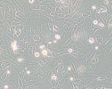 T98G(人脑胶质细胞)