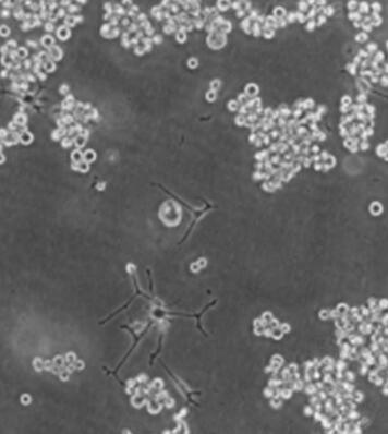 MMQ（大鼠垂体瘤细胞）