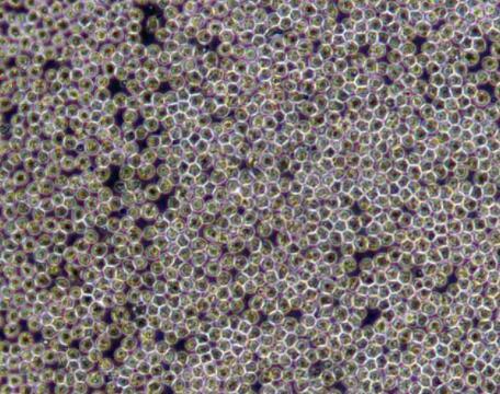 CCD-18Co（人结肠组织细胞）