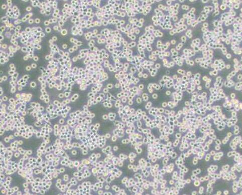 bEnd.3 [BEND3]（小鼠脑微血管内皮细胞）