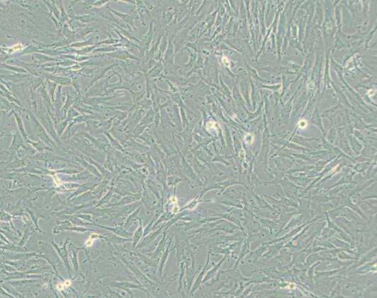 KGN（人卵巢颗粒细胞）