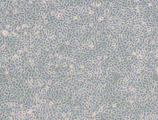 B82（小鼠肿瘤细胞系）