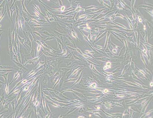 8305C（人甲状腺癌细胞(未分化)）