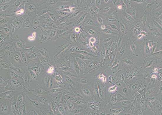 Daoy（人髓母细胞瘤细胞）