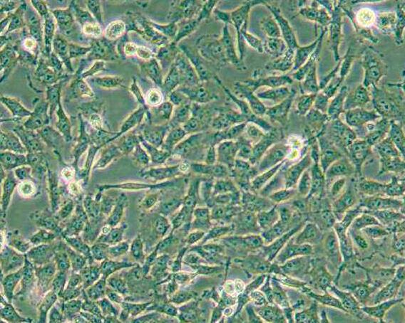 CAL-62（人甲状腺癌细胞(未分化)）