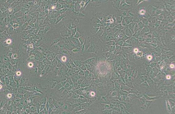 HMC3（人小胶质细胞）