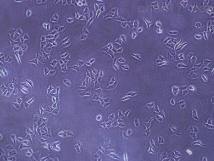 HFF（人包皮成纤维细胞）