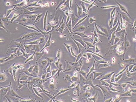 HT-3（人子宫颈癌细胞）