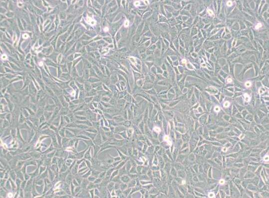9L/lacZ（大鼠胶质肉瘤细胞）