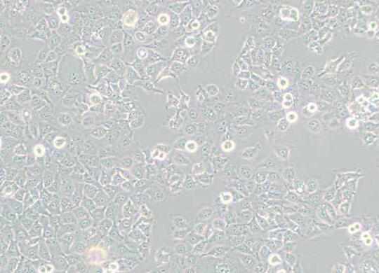 KYSE-150（人食管鳞癌细胞）