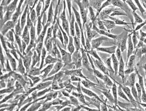 人肺动脉成纤维细胞