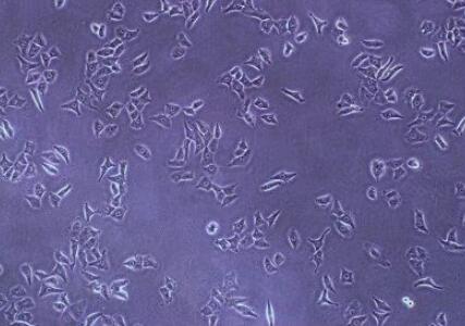 人甲状腺滤泡上皮细胞