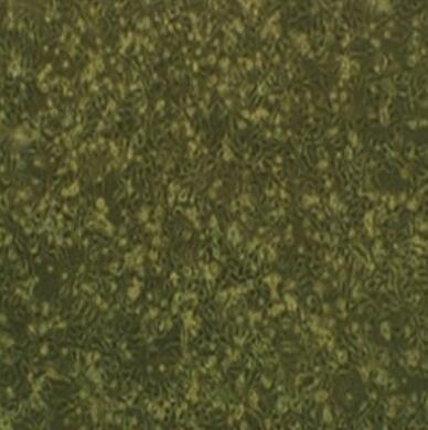 人结肠黏膜上皮细胞