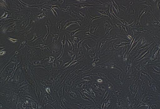 人肝动脉平滑肌细胞