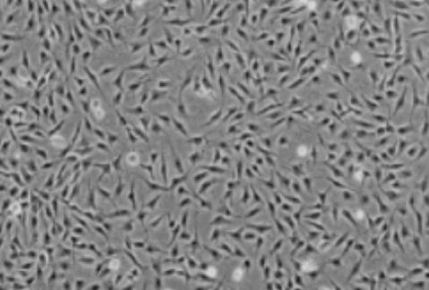 人表皮黑色素细胞