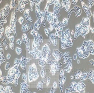 人结肠癌组织源细胞