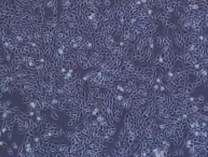 人外周血来源内皮祖细胞