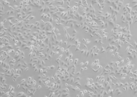 人脂肪间充质干细胞