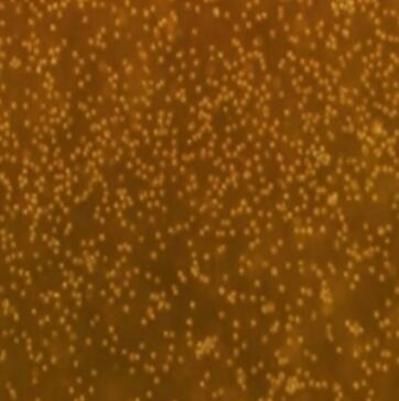 人口腔上皮细胞