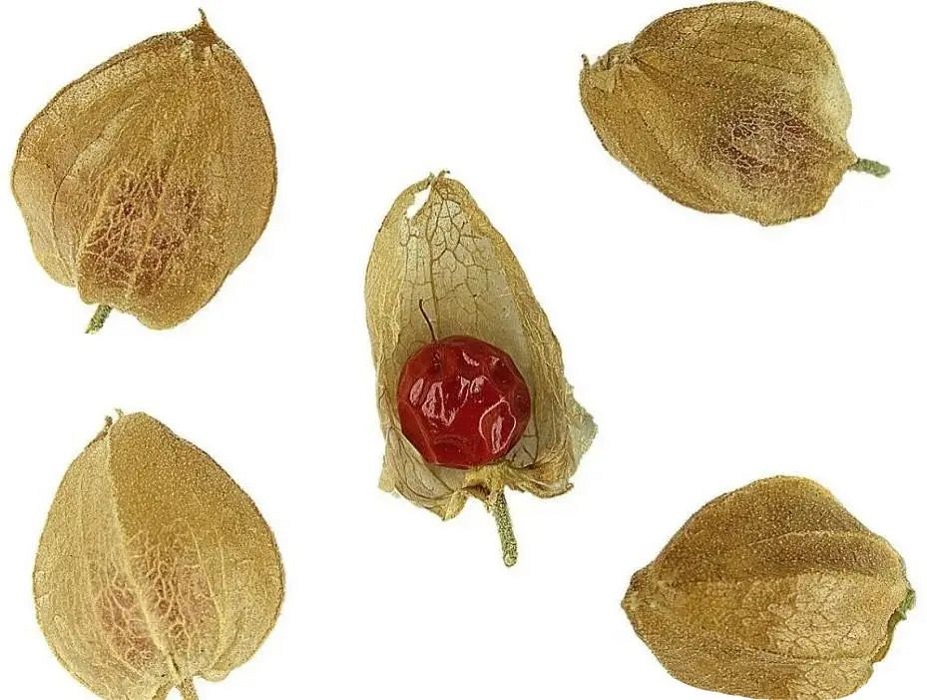 南非醉茄提取物，印度人参，醉茄内酯，催眠睡茄，冬樱花