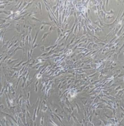 小鼠颌下腺上皮细胞