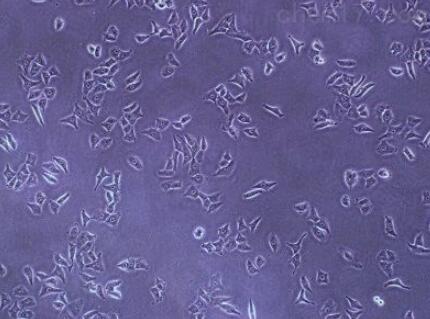 小鼠甲状腺滤泡上皮细胞