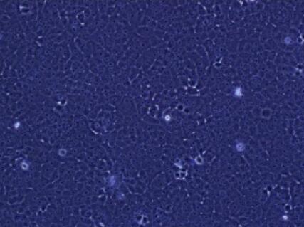 小鼠外周血白细胞