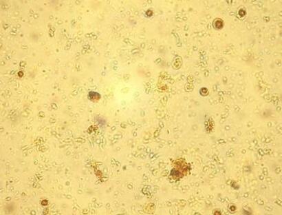 小鼠肠黏膜上皮细胞