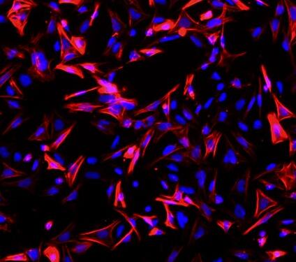 小鼠小肠平滑肌细胞